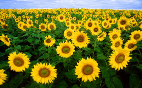 sunflowers