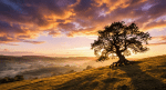 Oak tree representing long-term wealth growth